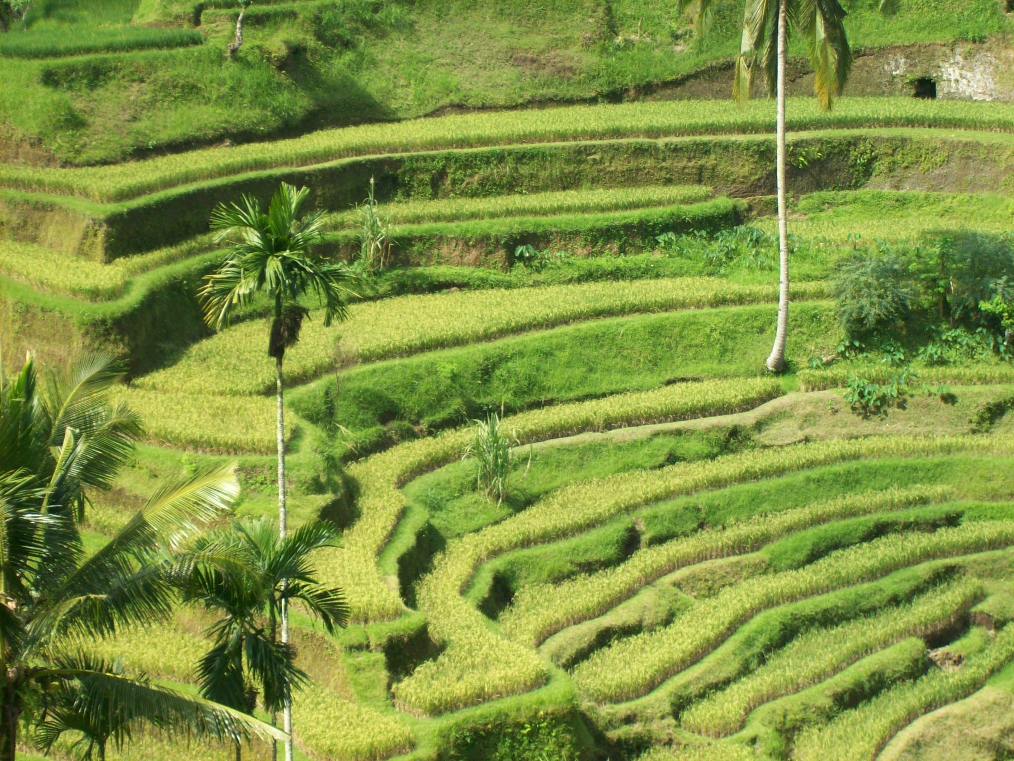 Download this Ubud Rice Fields picture